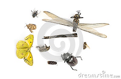 Composition with dead insects, isolated Stock Photo