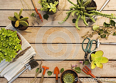 composition different plants tools. High quality photo Stock Photo