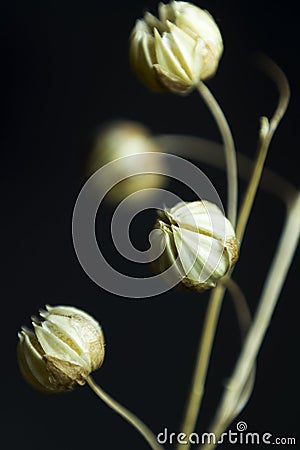 Composition of dried flowers on a dark background with the use of macro photography Stock Photo