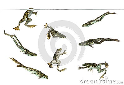 Composition of Edible Frogs swimming under water line Stock Photo