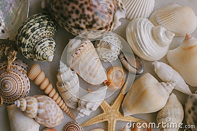 Composition of exotic sea shells on white background. Close up view of different seashells piled together as texture and backgroun Stock Photo