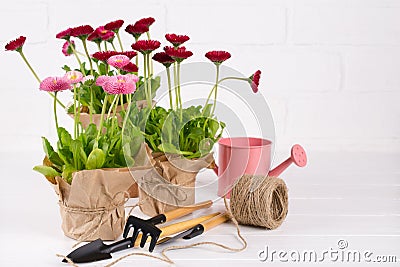 Composition with first daisy flowers for planting and gardening tools. Space for text Stock Photo