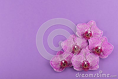 Composition of five spotted cut orchid flowers Stock Photo