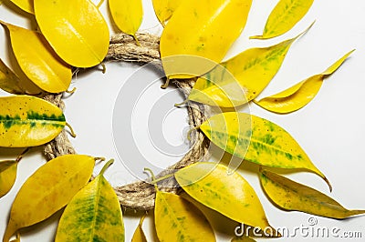 Composition in the form of the sun, circle, flower of yellow autumn leaves. Stock Photo