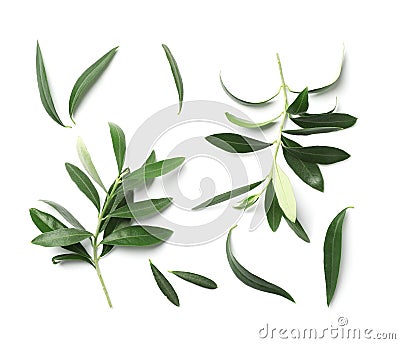 Composition with fresh green olive leaves and twigs on white background Stock Photo