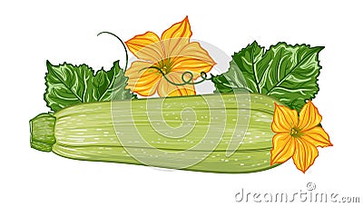 composition with fresh green zucchini with leaves and flowers on a transparent background. Vector Illustration