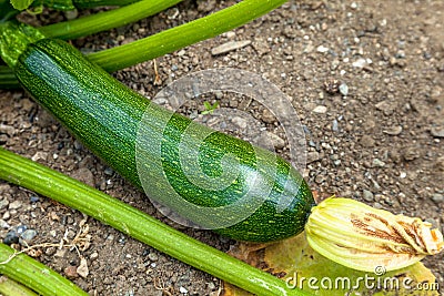 A composition of Green zucchinies Stock Photo