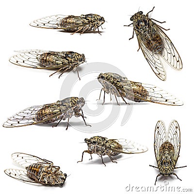 Composition of many Cicada, isolated Stock Photo