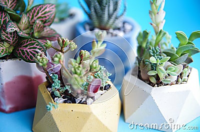Composition of mini gardens of succulents in a concrete planter. home plants in pots set of flowers. handmade crafts pots Stock Photo