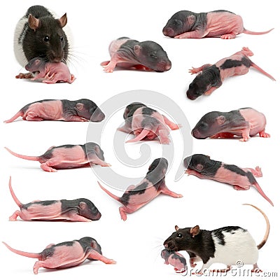 Composition of Mother rat carrying her baby Stock Photo