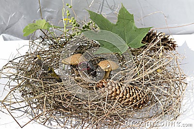 composition, mushrooms Xerocomus in the hay with cones, Stock Photo