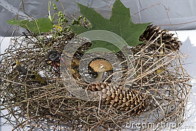 composition, mushrooms Xerocomus in the hay with cones, stag beetle climbed a mushroom Stock Photo