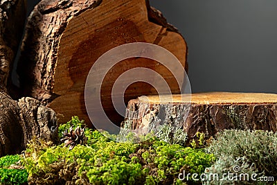 Composition with natural wood, moss and lichen for advertising eco products Stock Photo
