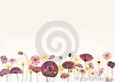 Composition pattern of pressed dried flowers of field poppies. Frame for design. Mockup for greeting card, wedding Stock Photo