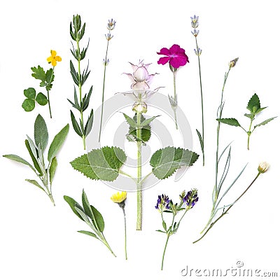 Composition of plants and flowers on a white background. Medicinal spicy aromatic herbs. Flat lay, top view Stock Photo