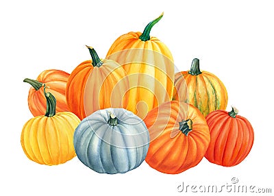 Composition of pumpkins on isolated white background, watercolor illustration, hand drawing, poster Cartoon Illustration