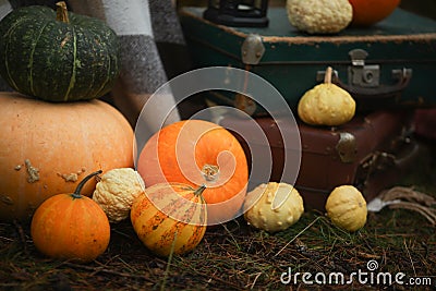 Composition of pumpkins in a pine forest Stock Photo
