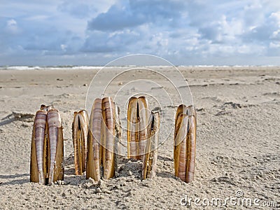 Composition of razor clams on beach Stock Photo