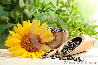 Composition with sunflower seeds Stock Photo