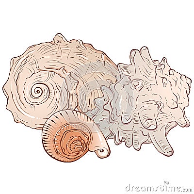 Composition of three sea shells Vector Illustration