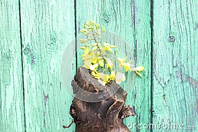 Composition of a tree thick branch standing on wooden green background Stock Photo