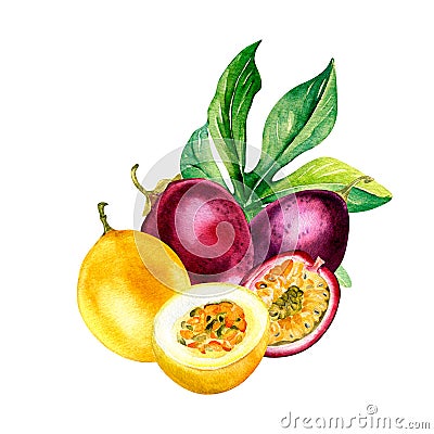 Composition of various passion fruits on leaf watercolor illustration isolated on white. Cartoon Illustration