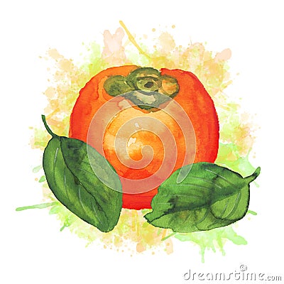 Composition with watercolor persimmon Cartoon Illustration