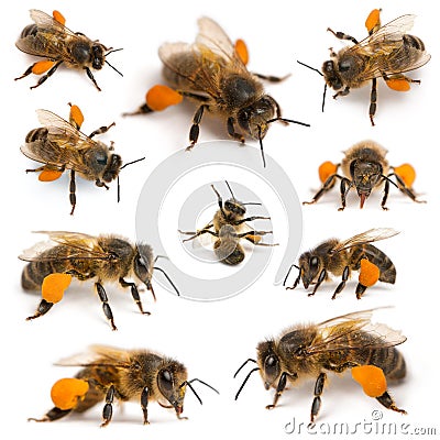 Composition of Western honey bees Stock Photo