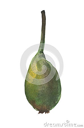 Watercolor pear. Composition on a white background Stock Photo