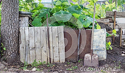 Pumpkin plants Stock Photo