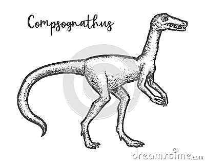 Compsognathus longipes dinosaur sketch. Dino vector illustration Vector Illustration