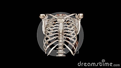 Computed Tomography Volume Rendering examination of the thoracic cage Stock Photo