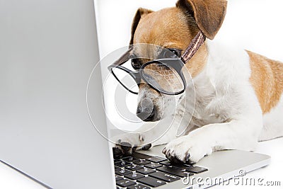 Computer dog Editorial Stock Photo