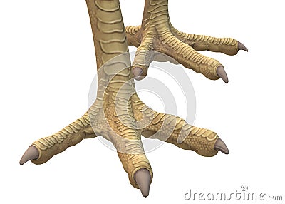 A computer generated illustration image of the feet of a chicken Cartoon Illustration