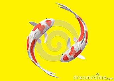 Top down view of a pair of white Koi Carp fishes with red patches swimming circling around each other Cartoon Illustration