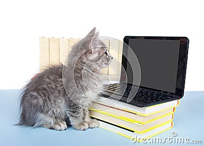 Computer savy gray tabby kitten Stock Photo