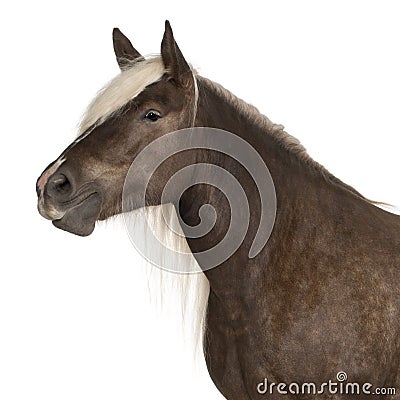 Comtois horse, a draft horse, Equus caballus, 10 years old Stock Photo