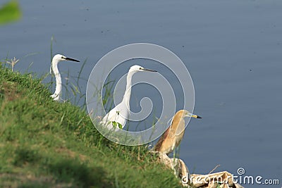 Concentration camp of birds at a bay Stock Photo