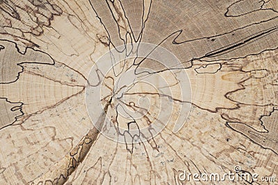 The concentric pattern of polished beech tree cross-section. Wood coloration caused by fungi. Natural patterned background with Stock Photo