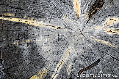 Concentric Tree Rings Stock Photo