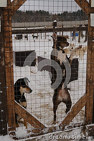 Concept of adoption of lost and abandoned animals from shelter. Two young mix breed dogs brown and black behind fence of Stock Photo