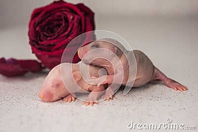 The concept of aesthetics. Bald newborn rat on the background of a red rose Stock Photo