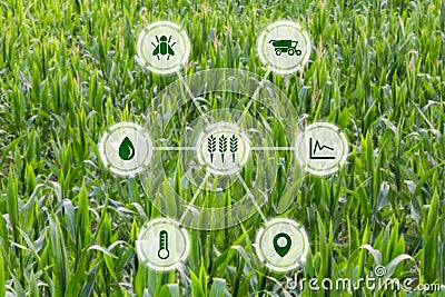 Agritech concept graphic display on field of crops background Stock Photo
