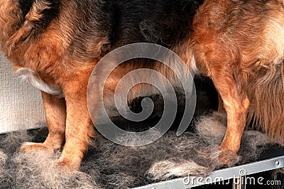 Concept annual molt, coat shedding, moulting dogs. Dog paws in pile his fur. Old dog Stock Photo