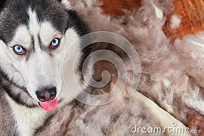 Concept annual molt, coat shedding, moulting dogs. Siberian husky lies on wooden floor in pile his fur. Top view. Stock Photo