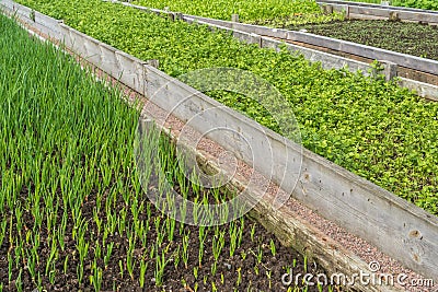 Concept - Annually Dividend Growth with Green Seeds Stock Photo