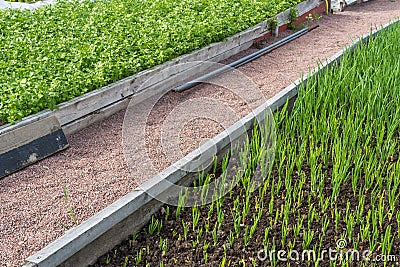Concept - Annually Dividend Growth with Green Seeds Stock Photo