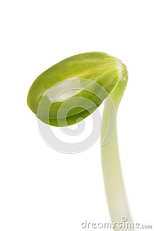 Concept of beginning of life. Young sprout growing from seed isolated on white. Macro Stock Photo