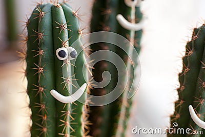 Concept - cactus in a flower pot with funny smiles, cheerful company, good mood. Stock Photo