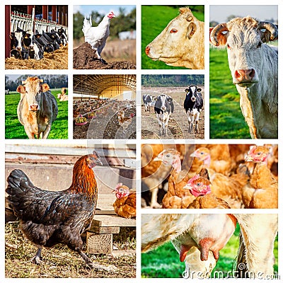 Collage representing several farm animals Stock Photo